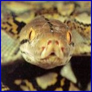 Reticulated Python