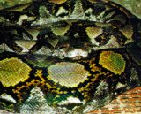 Reticulated Python