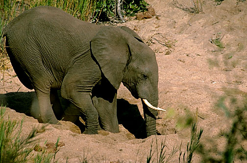 African Elephant