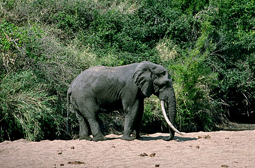 African Elephant