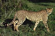 Cheetah