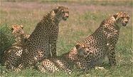 Cheetah Group