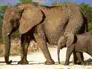 African Elephants