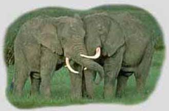 African Elephants