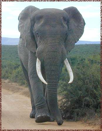 African Elephant