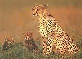 Mom and Cubs