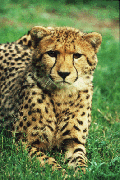 Cheetah