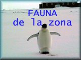 Fauna de la zona