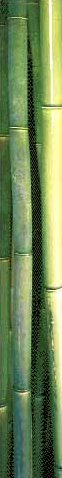 bamboo1.JPG (6949 bytes)