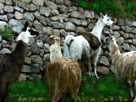 llamas.jpg (66700 bytes)