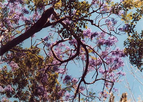 Jardín Botánico de Tenerife, 2000