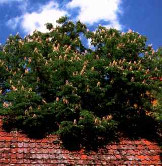 Ein beeindruckender Kastanienbaum