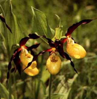 Botanische Rarität ....die Orchidee "Frauenschuh"