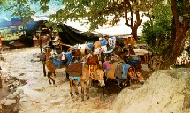 MULES RESTING enroute to the Valley of Flowers