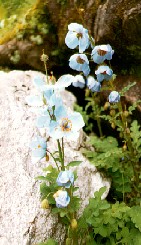 himalayan blue poppy