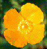 Yellow Flower