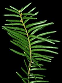 English yew (Taxus baccata