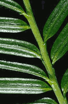 Pacific yew (Taxus brevifolia