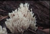 Picture of a fungus.