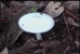 Picture of a mushroom.