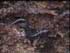 Picture of a different salamander- same species.