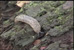 Picture of a slug.