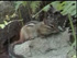 Picture of a ground squirrel.