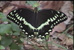 Picture of a swallowtail.