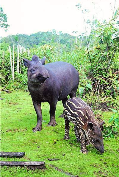 Tapirus terrestris