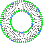 liposome