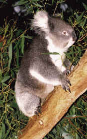 koala.jpg (120465 bytes)