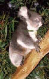 koala_small.jpg (7037 bytes)