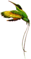 Streamertail or Swallowtail Hummingbird