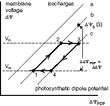 membrane voltage variation during the ps0 cycle