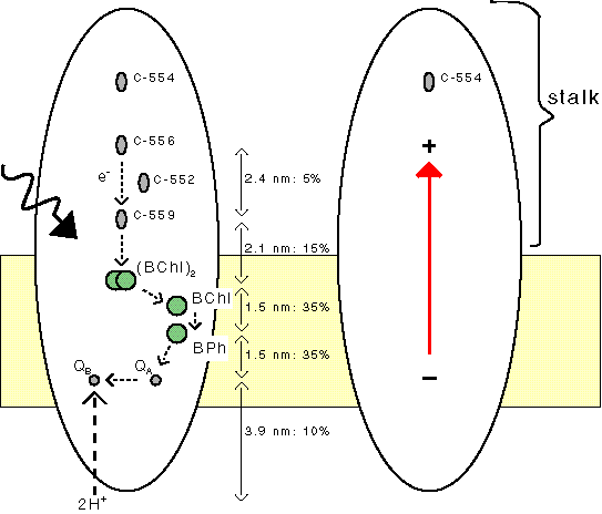 stalk of bacterial rc