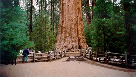 Sequoia 01