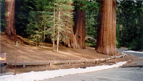 Sequoia 03