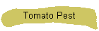 Tomato Pest