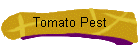 Tomato Pest