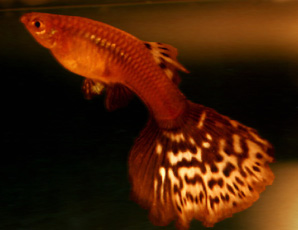 Giant Fan tail female Guppy 1997