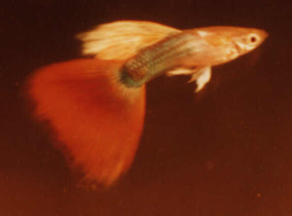 Male Guppy 1997