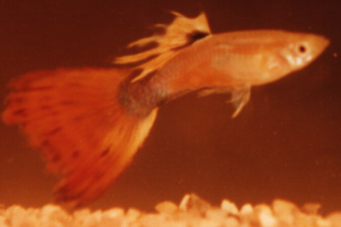 Giant Fan tail male Guppy 1997