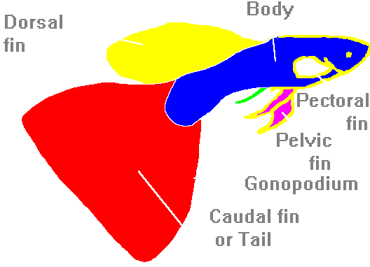 Diagram Male Guppy 1997