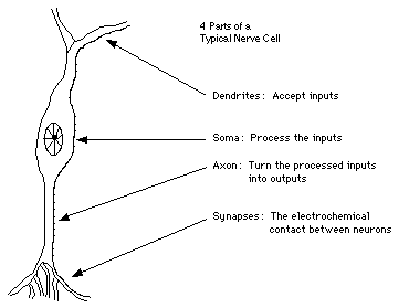 bneuron.gif (3546 bytes)