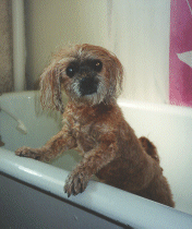 Joey's Bath