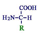 Frmula general- Si R=H, tenemos glicina, si R= CH3, tenemos alanina