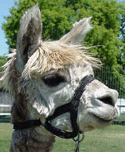 Peruvian Roxie - shorn headshot