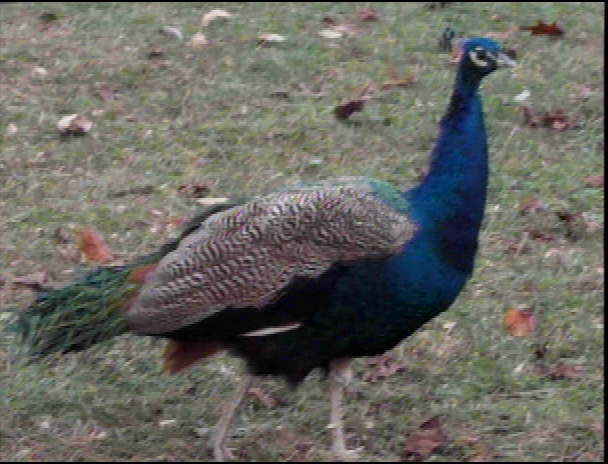 peacock.jpg