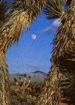 Moonrise over the eastern Mojave