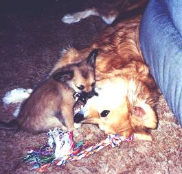 Stubby and Scooter playing